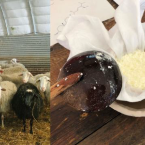 Illustration conférence fromage